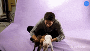 Puppy Puppies GIF by BuzzFeed
