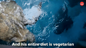 Vegetarian
