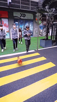 Chinese Turtle GIF