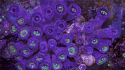 wtf are these GIF by Digg
