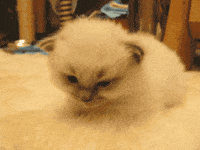 tired white cat GIF