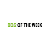 aarcs aarcs dog of the week Sticker