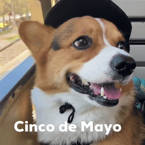 Cinco De Mayo Dog GIF