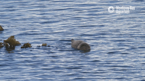sea otter love GIF by Monterey Bay Aquarium