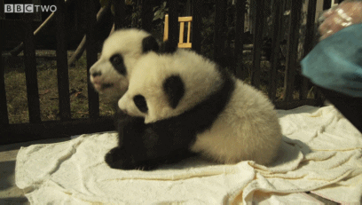panda hug GIF