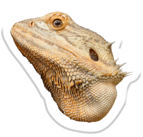 dragon lizard Sticker by Pets Add Life