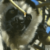 Wildlife GIF by BBC America