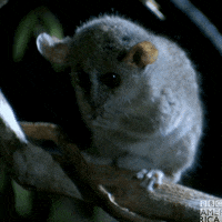 Wildlife GIF by BBC America
