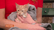 Cat Kitty GIF by Rachael Ray Show