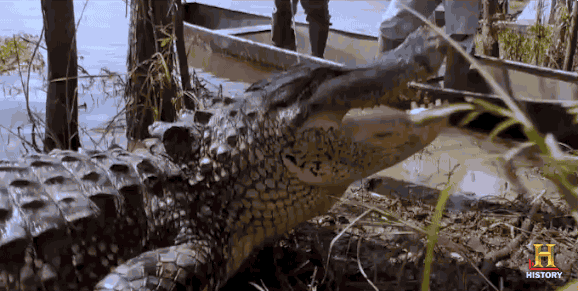 bite reaction gif GIF by Swamp People