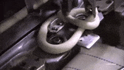 loop dough GIF by Paul Trillo