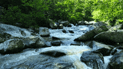 Forest Landscape GIF