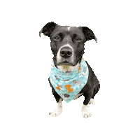 Dogs Life Cooper Sticker by Geekster Pets