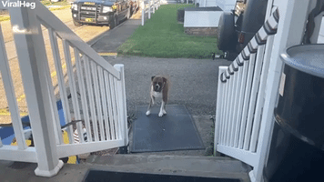 Boxer Leaps Up Steps in Slo-Mo
