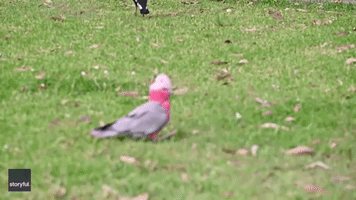 Cockatoo Surprise