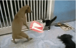angry dog GIF