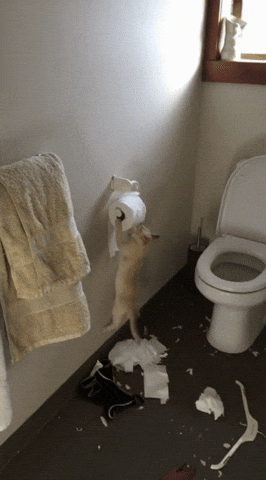 cat paper roll toilet giphycutecrawls GIF