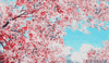 Cherry Blossom Sakura GIF