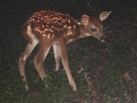 Scared Car GIF