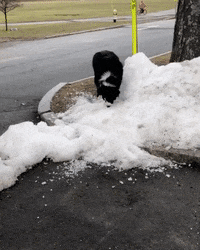 Dog Landing GIF by JustViral.Net