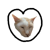 In Love Cat Sticker