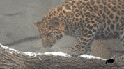BrookfieldZoo cat snow hey yummy GIF