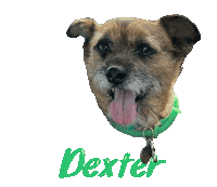 Dog Dexter Sticker