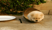 chow chow dog GIF