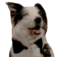 Snoop Academy Awards Sticker by Madman Entertainment