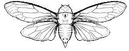 molarink flying tattoo bug ink Sticker