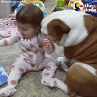 baby bulldog GIF by The Dodo