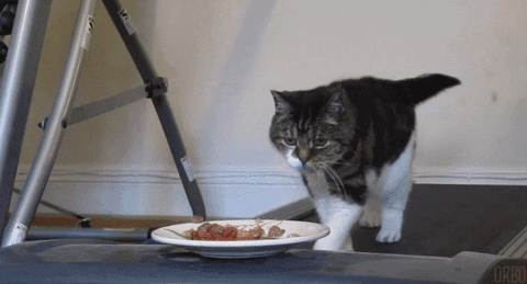 Cat Exercise GIF