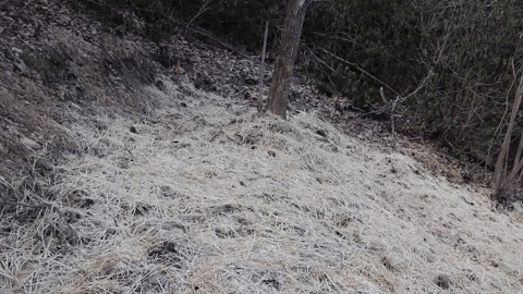 Straw Grass Seed GIF by JC Property Professionals