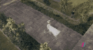 Wedding GIF by Showmax