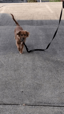 bridgeatslides giphyupload GIF