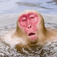 Monkey GIF