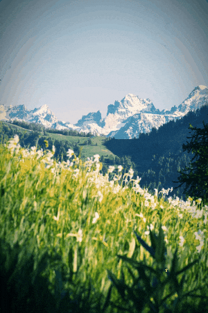 darcybergen giphygifmaker giphyattribution darcy bergen GIF