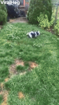 New Puppy Learns About Glass Doors