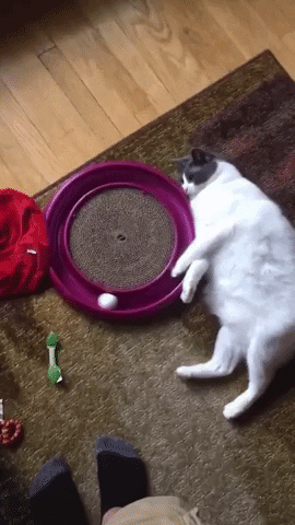 cuteanimalland giphyupload GIF