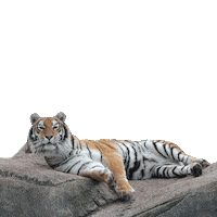 AslanPark tiger lion puma panther Sticker