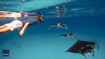 Swimmer Has Close Encounter With Trio of Manta Rays