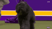 Dogs GIF by Westminster Kennel Club