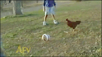 Soccer Chickens GIF