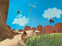 Mosquito vs Dog