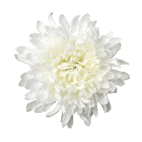 madibanl flower madiba Sticker