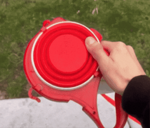 GIF Animado