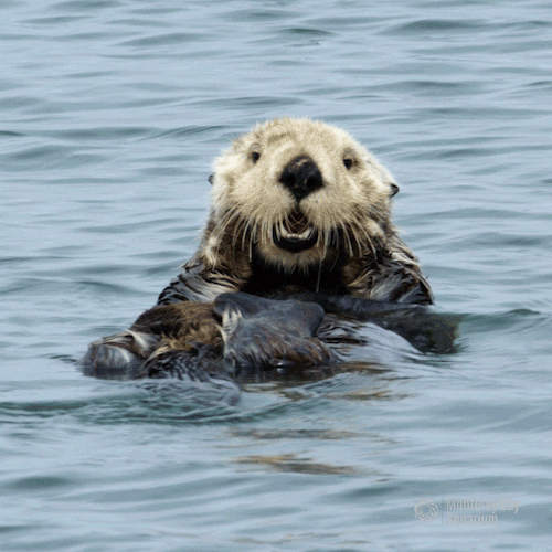 sea otter beauty GIF by Monterey Bay Aquarium