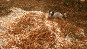 autumn leaves GIF