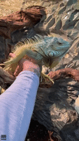 Pet Iguana Blisses Out During Bath Time
