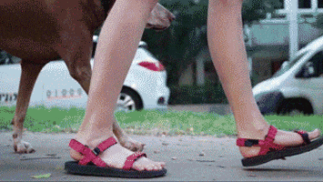 source_outdoor giphyupload dog dogs walking GIF